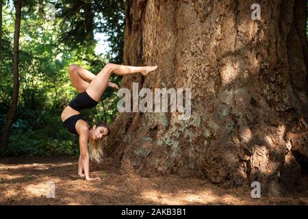 Frau Yoga unter Giant Sequoia, Tacoma, Washington State, USA Stockfoto