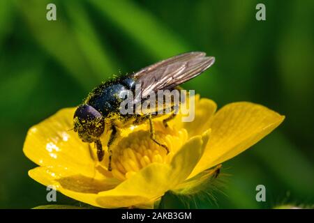 Pollen bedeckt Drone Hoverfly (Eristalis Tenax) Ernährung, die auf Pollen von einem hellen Gelb Hahnenfuß (Ranunculus repens) Blume in einem Devon Wiese. Stockfoto