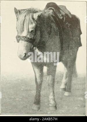 Trans-Himalaya; Entdeckungen und Abenteuer in Tibet. 298 Stockfoto