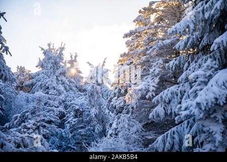 Weiß Fichten im frischen Schnee auf sonnigen Wintertag in Berg, Liberec, Tschechische Republik Stockfoto