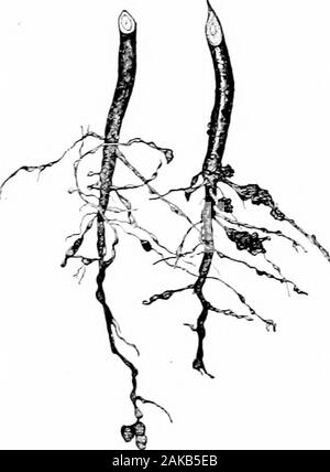 Südliche Feldfrüchte (exklusiv von Futterpflanzen). -.. Abb. 1 s 2. Root-knot oder nematode Verletzungen ox Cottox Wurzeln. 416 SÜDLICHE FIELU KULTURPFLANZEN trockenes Wetter prüft die Fortschritte bei der Eindämmung der Krankheit, und itmay erscheinen dann nur als eine Rötung oder Schmierblutungen der sur-Gesicht der Ijoll ohne ernsthafte Schäden an den Pflanzen. Stockfoto