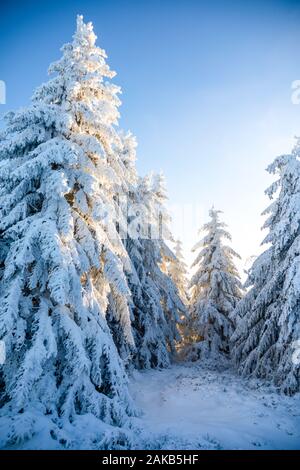 Weiß Fichten im frischen Schnee auf sonnigen Wintertag in Berg, Liberec, Tschechische Republik Stockfoto