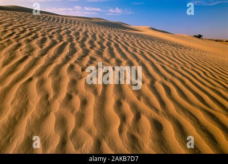 Landschaft mit Sandy Desert, Great Sand Hills, Saskatchewan, Kanada Stockfoto