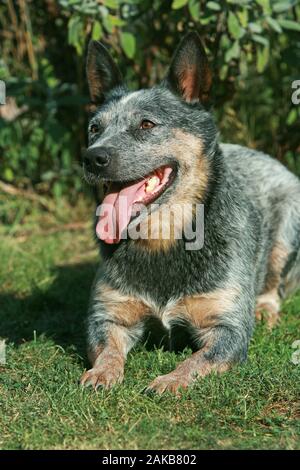 Schöne australische Rinder Hund liegend im Garten Stockfoto