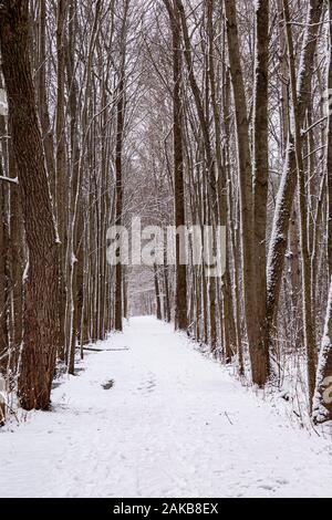 Laubwald Wanderweg im Winter in Cambridge, Ontario, Kanada. Stockfoto