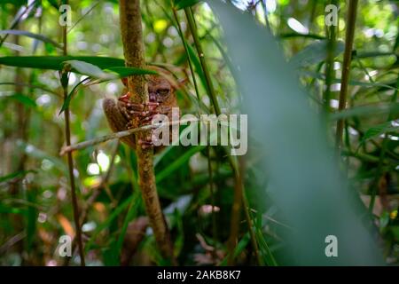 Schlafen Tarsier oder tarsius Syrichta im Baum Tarsier Heiligtum der Insel Bohol, Philippinen. Stockfoto