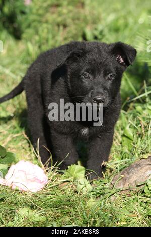 Adorable schwarzer deutscher Schäferhund Welpen im Garten Stockfoto