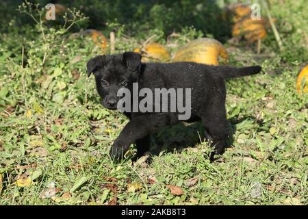 Adorable deutscher schäferhund Welpen im Garten Stockfoto
