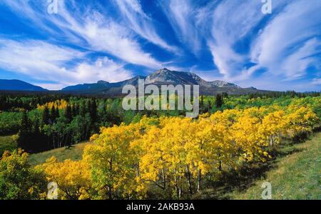 Landschaft mit Bäumen und Berge im Herbst, Waterton Lakes National Park, Alberta, Kanada Stockfoto