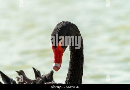 Detailansicht Der schwarze Schwan Kopf, Al qudra, See, Dubai Stockfoto