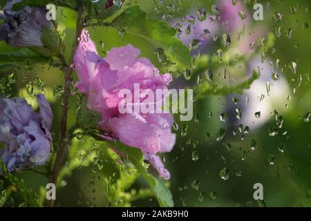 Nasses Fenster nach Regen mit pinkfarbenen und violetten Blumen im Garten, auf denen die Sonne scheint. Stockfoto