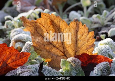 Bunte Blätter an einem frostigen Morgen Stockfoto