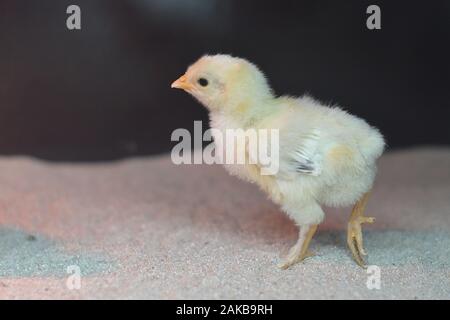 Einen kleinen neugeborenen Küken auf Sand Stockfoto
