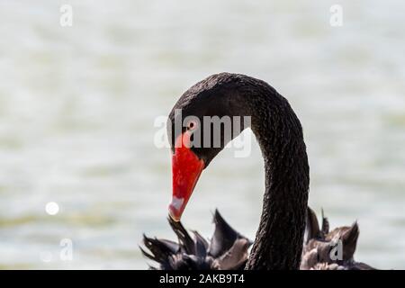 In der Nähe von Black Swan Kopf, Al qudra, See, Dubai Stockfoto