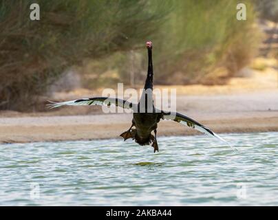 Anzeigen von Black Swan Landung auf Al qudra See, Dubai Stockfoto