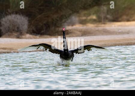 Anzeigen von Black Swan Landung auf Al qudra See, Dubai, VAE Stockfoto