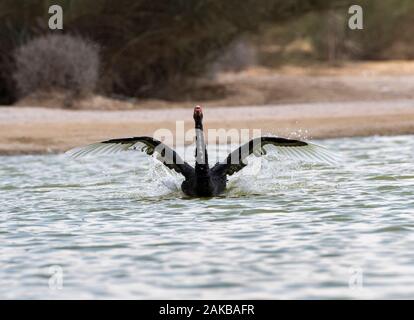 Black Swan Landung Blick auf Al qudra See, Dubai Stockfoto