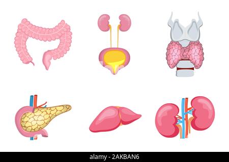 Die inneren Organe des menschlichen, wie Leber, Nieren. Bauchspeicheldrüse, Darm Darm, Schilddrüse sind auf weißem Hintergrund. Cartoon Symbole Vektor der Anatomie Stock Vektor