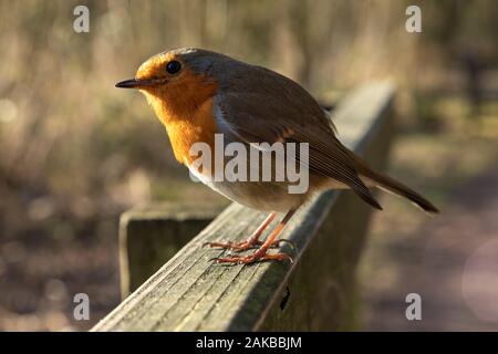 Freche Robin. Europäische Robin (Erithacus Rubecula), comonly bekannt als Robin oder Robin redbreast Stockfoto