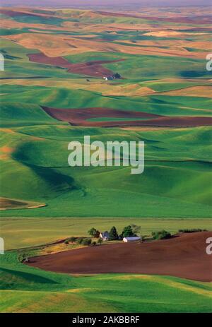 Landschaft mit landwirtschaftlichen Felder auf sanften Hügeln, Colfax, Palouse, Washington State, USA Stockfoto