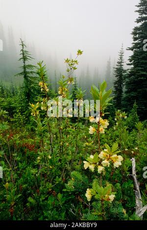 Landschaft mit Wildblumen auf den Wald und die Berge im Nebel bei Sonnenaufgang, Hurricane Ridge, Olympic National Park, Washington State, USA Stockfoto