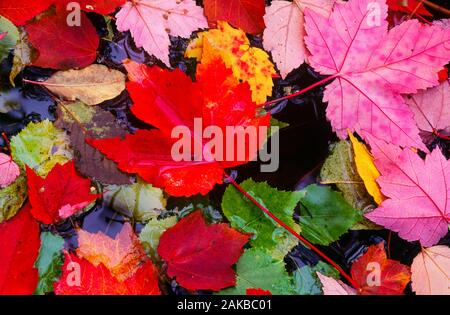 Nahaufnahme der bunten gefallen Ahorn Blätter im Herbst Farben Stockfoto