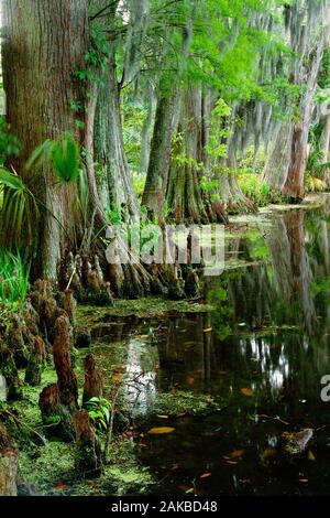 Blick auf die Bäume am Seeufer, Charleston, South Carolina, USA Stockfoto