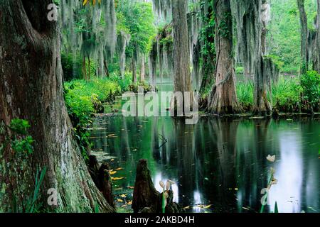Blick auf den mit Bäumen am Seeufer, Charleston, South Carolina, USA Stockfoto