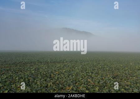 Neblige Landschaft, Oberweser, Wesertal, Weserbergland, Nordrhein-Westfalen, Hessen, Deutschland Stockfoto