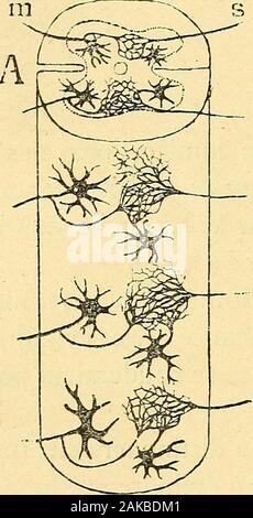 Les nouvelles Idées sur la Struktur du système nerveux: chez l'Homme et chez les vertébrés. Édification du réseau interstitiel admis par Golgi dans lasubstance Grise (cellules de sensitives Golgi). Les racines postérieures qui, comme le Sait bien depuisles Forschung de Ranvier, Lenhossék, Sein, etc., représententles Branchen internes de la Bifurkation de lexpansion einzigartige MOELLE EPINIERE des cellules de Ganglien, rnchidiens pénétreraient dans lasubstance 2; steigen. Là elles se sanastomoseraientavec ramifieraient et les ramuscules collatéraux des cylindres Achsen. provenant des cellules motri Stockfoto