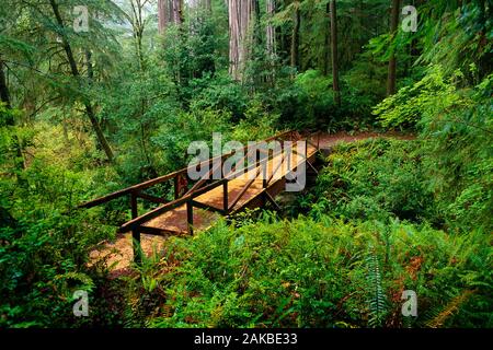 Landschaft mit Fußgängerbrücke in üppigen, grünen Wald, Jedediah Smith Redwoods State Park, Kalifornien, USA Stockfoto