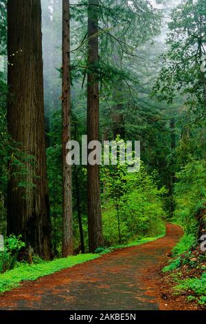 Landschaft mit Straße in Wald, Stout Memorial Grove, Jedediah Smith Redwoods State Park, Kalifornien, USA Stockfoto