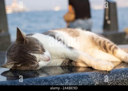 Katze mit grauen und weißen Flecken. Schwarzer Granit passt auf Marmor. Leute, die durch das Meer im Hintergrund sitzen. Stockfoto