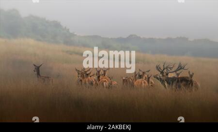 Rothirsch (Cervus elaphus) mit einer Gruppe weiblicher Rotwild in der Auszeit auf dem Feld des Nationalparks Hoge Veluwe in den Niederlanden. Wald in Stockfoto