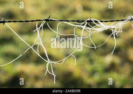 Gefrorene Threads auf einem Stacheldrahtzaun Stockfoto