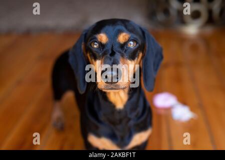 Schwarz-braun Dachshund, Durban, Südafrika Stockfoto