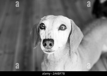 Hellfarbener Dachshund, Durban, Südafrika Stockfoto