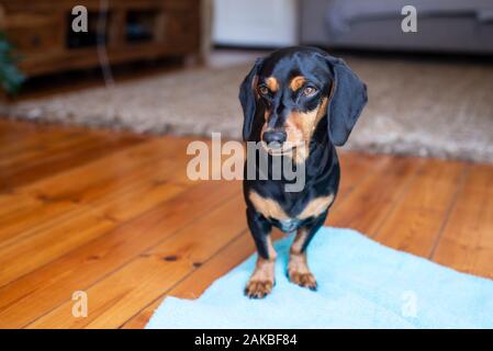 Schwarz-braun Dachshund, Durban, Südafrika Stockfoto