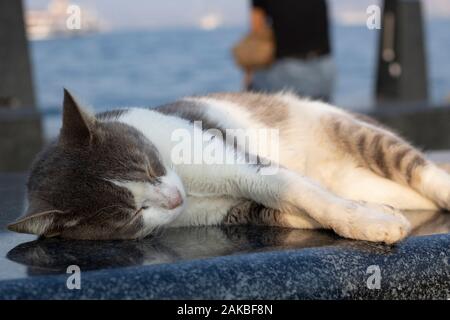 Katze mit grauen und weißen Flecken. Schwarzer Granit passt auf Marmor. Leute, die durch das Meer im Hintergrund sitzen. Stockfoto