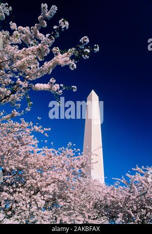 Washington Monument und Kirschblüte, Washington DC, USA Stockfoto