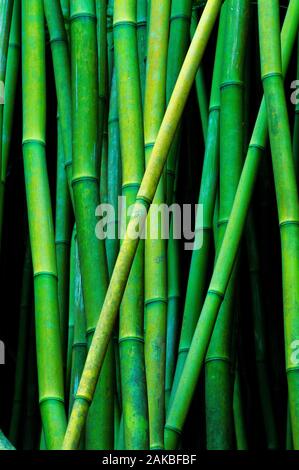 Nahaufnahme des Bambus in Wald in der Nähe von Hana, Maui, Hawaii, USA Stockfoto