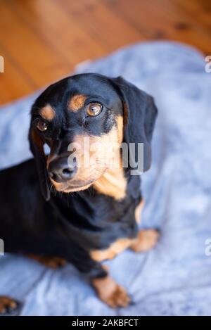 Schwarz-braun Dachshund, Durban, Südafrika Stockfoto