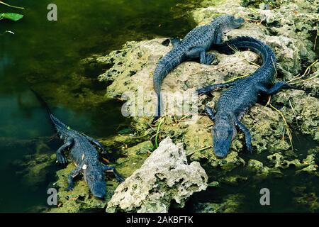 Alligatoren in Sumpf ruhend, Everglades National Park, Florida, USA Stockfoto