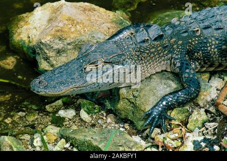 Alligator ruht auf Felsen, Everglades National Park, Florida, USA Stockfoto