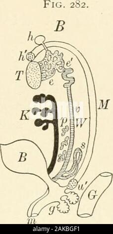 Lehrbuch der normalen Histologie: einschließlich der Berücksichtigung der Entwicklung der Gewebe und der Organe. c Stockfoto