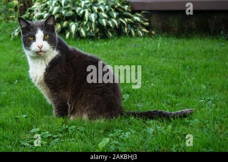 Ältere Katze sitzt auf einer Wiese im Sommer Stockfoto