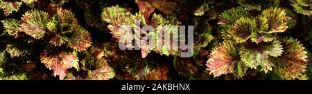 Coleus im Frühjahr, Seattle, Washington, USA Stockfoto