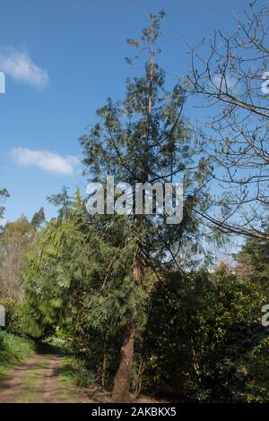 Koreanische Lebensbaum immergrüner Baum (Thuja koraiensis) in einem bewaldeten Garten im ländlichen Devon, England, Großbritannien Stockfoto