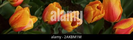 Orange Tulpen, Skagit Valley Washington, USA Stockfoto