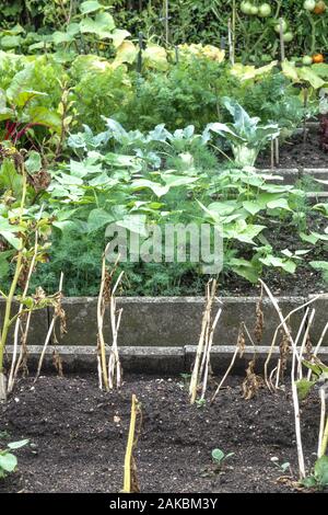 Gemüsegarten im Spätsommer Stockfoto